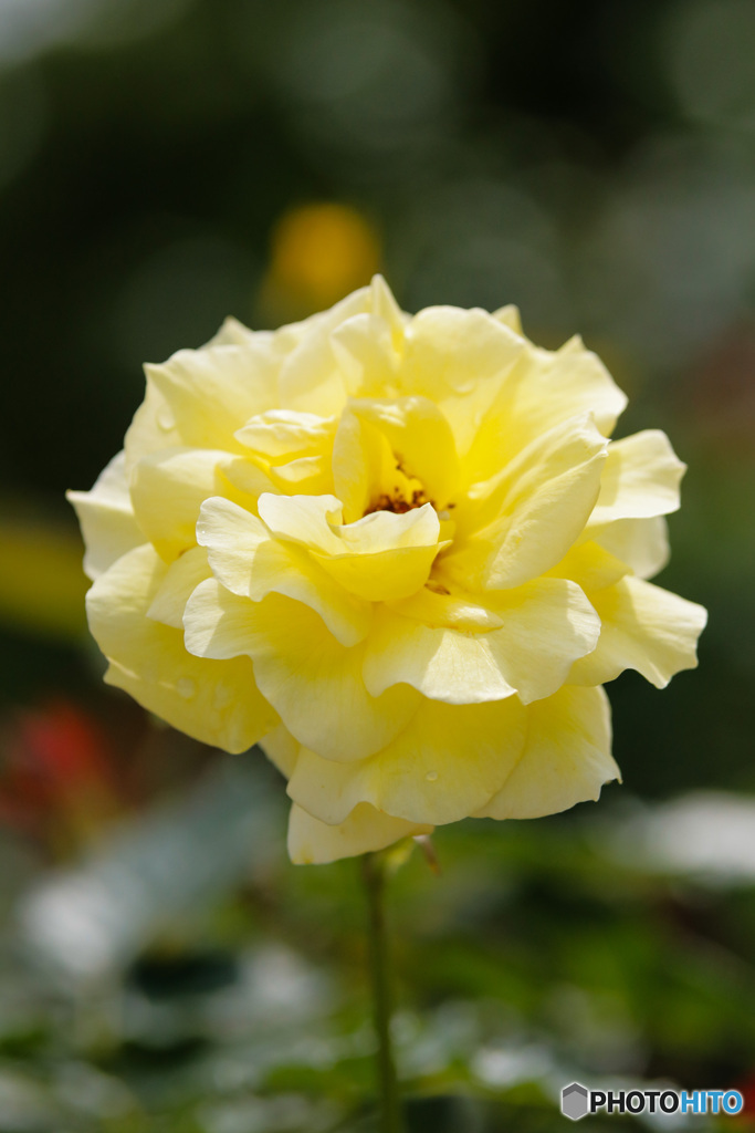 薔薇一輪