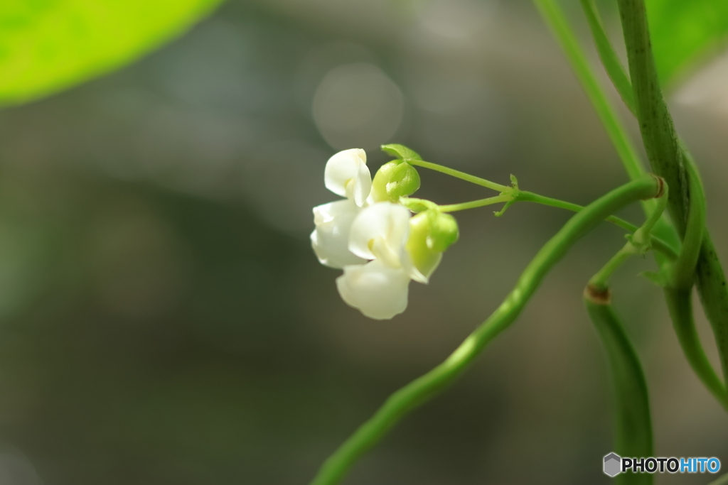 ササゲの花