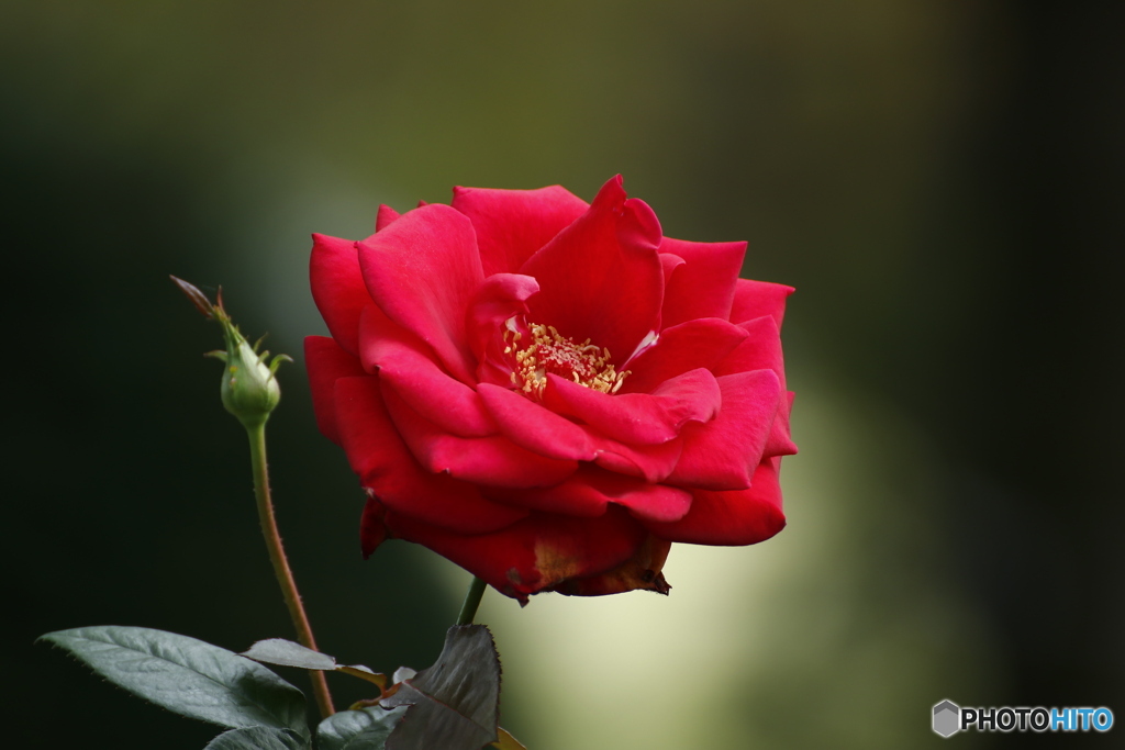 薔薇って漢字は書けません。