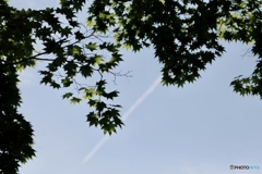 カエデと青空と飛行機雲