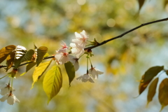ビオトープ内の山桜