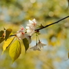 ビオトープ内の山桜