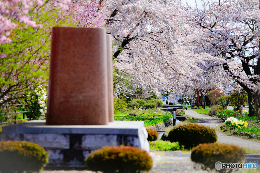 桜咲く遊歩道