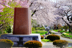 桜咲く遊歩道