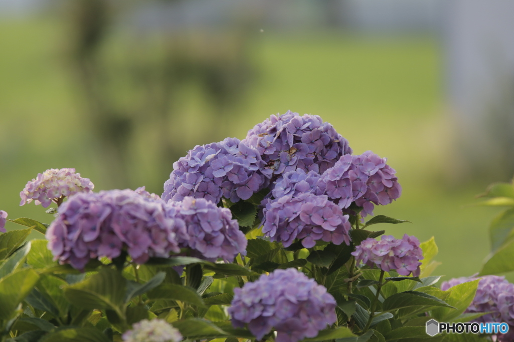 ムラサキの紫陽花