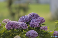 ムラサキの紫陽花