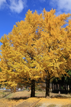 紅葉した銀杏Ⅱ