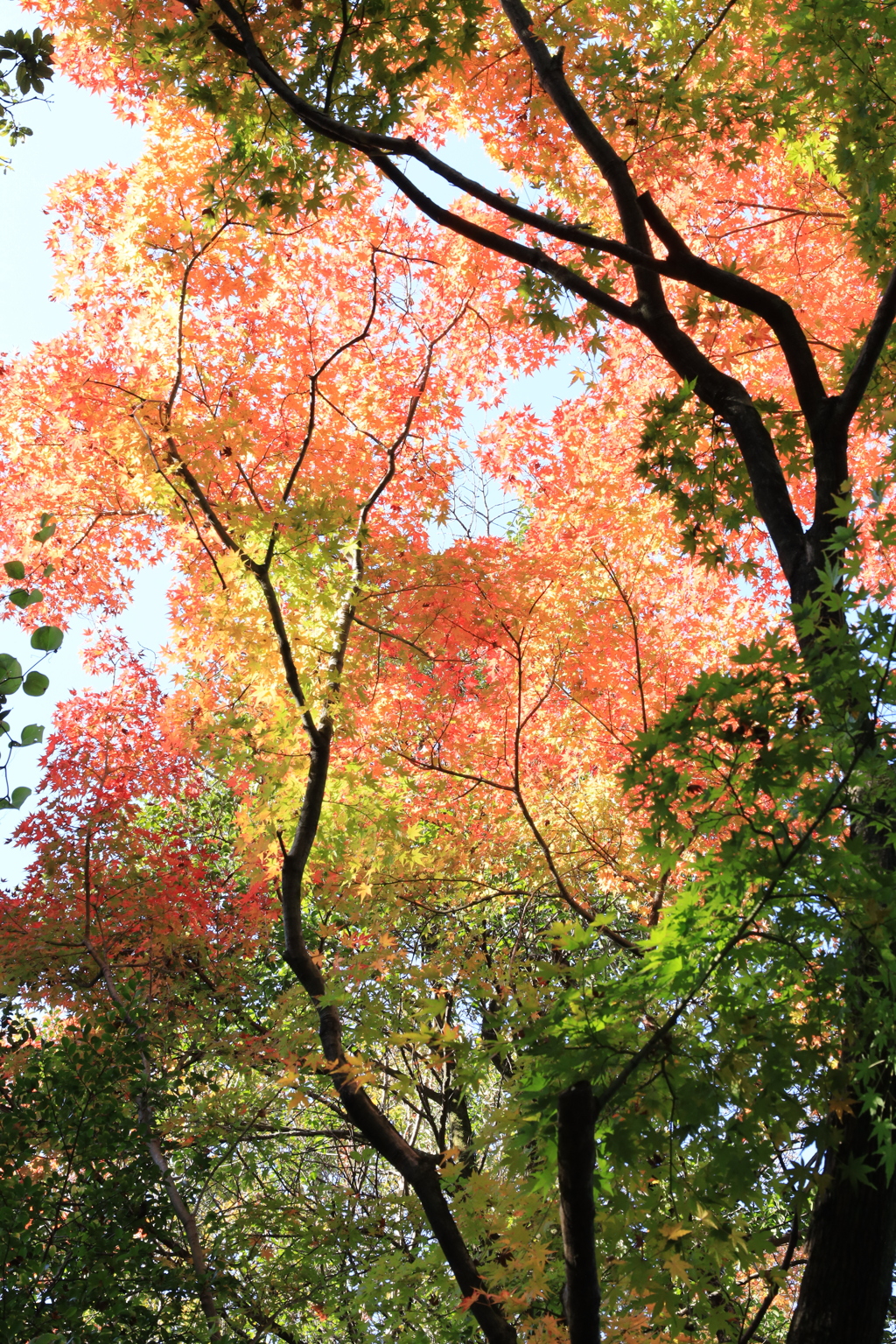 色とりどりの紅葉