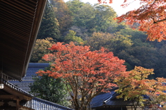 永平寺・本堂前の紅葉