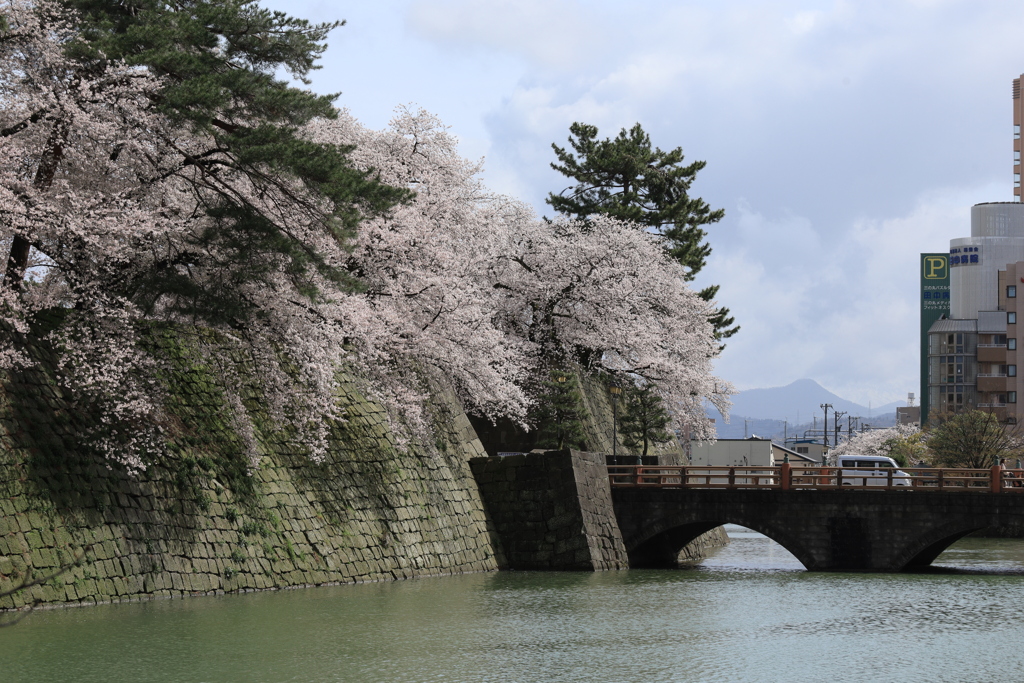 福井城址の桜Ⅱ