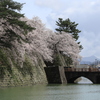 福井城址の桜Ⅱ