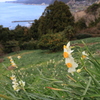 傾斜に咲く水仙