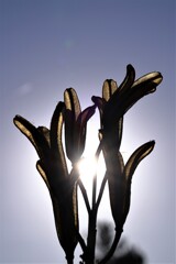 枯れた花に朝日が