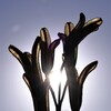 枯れた花に朝日が