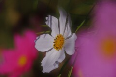 赤・白・赤