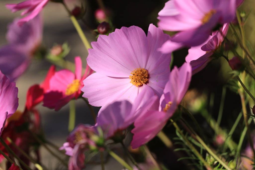日陰の花