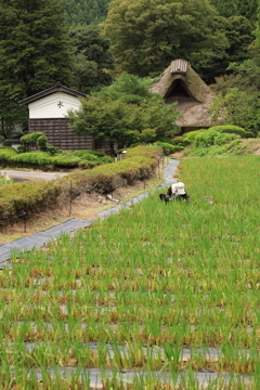 里山の秋