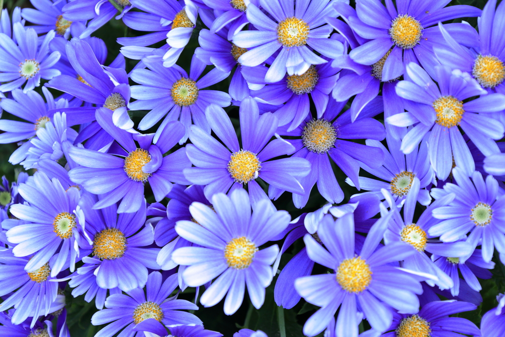 温室の花Ⅰ
