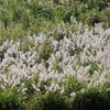 IMG_5984 (2)
