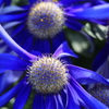 温室の花