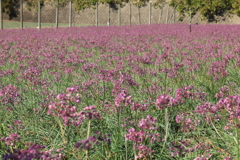 ラッキョウの花