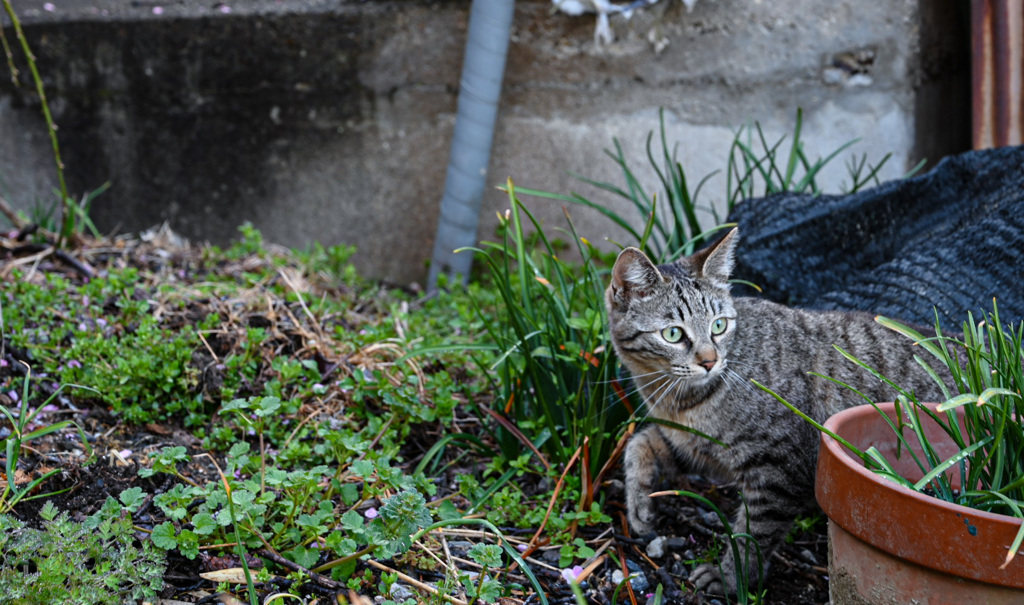 月ヶ瀬の猫