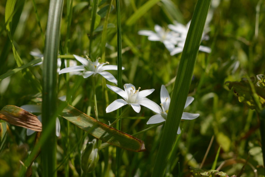 折鶴蘭の花