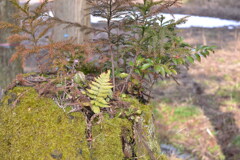 枯れ木 で 山の賑わい