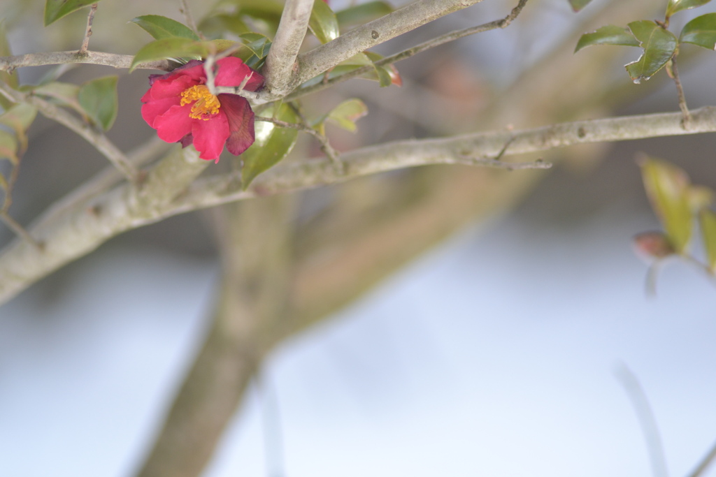 雪国の華