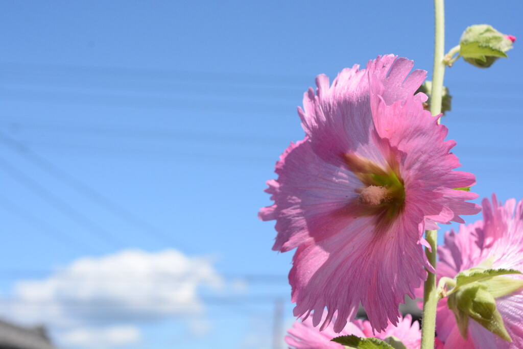 葵の花