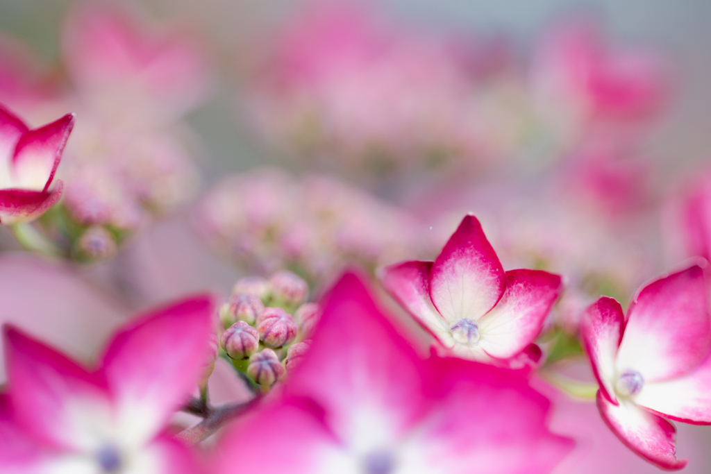 華