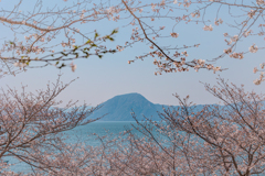 春　桜と海と山と