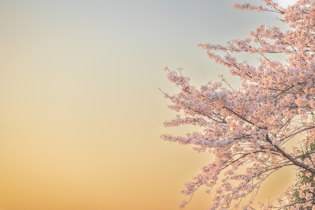 ほろ酔い桜