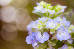秋を探して見つけた紫陽花