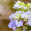 秋を探して見つけた紫陽花