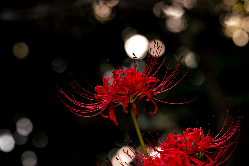 日陰の花