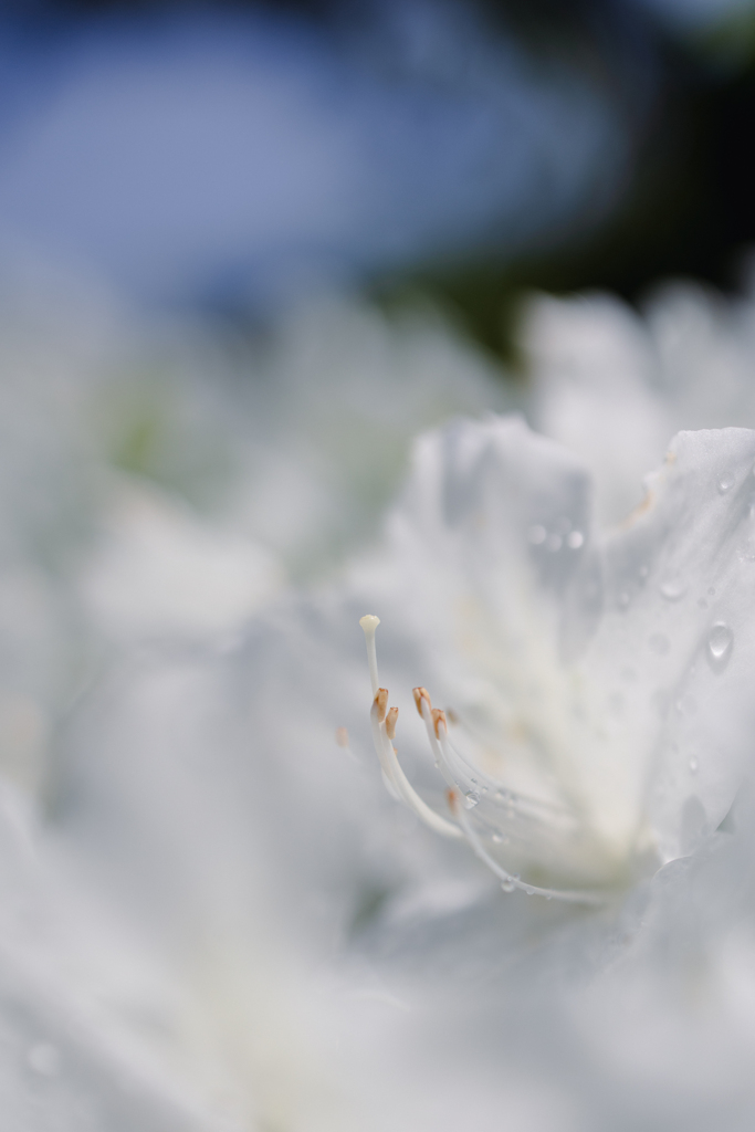 雨後の爽