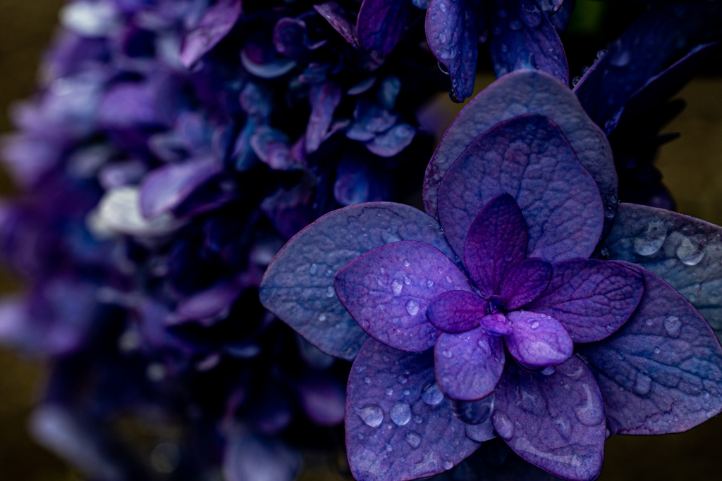 Dark Purple