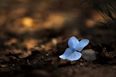 落ちた紫陽花