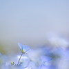春の希望