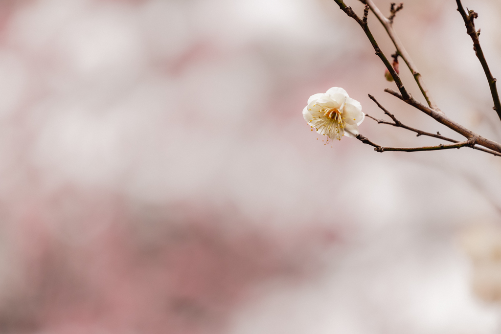 如月の花