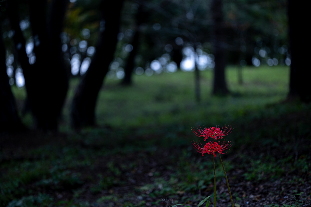 紅二点