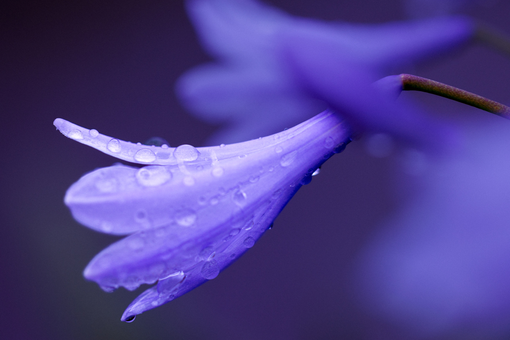 雨も滴る