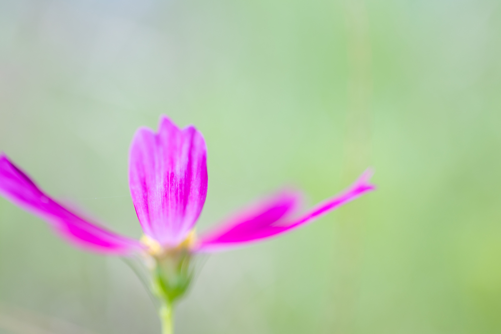 花は秋　暑さは夏