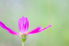 花は秋　暑さは夏