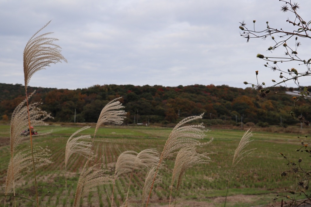 風が吹いて秋って感じ。