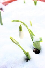 snow drop