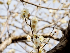 桜（ですよね？）→もしかして梅？