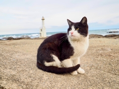 ねこ