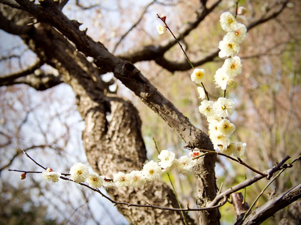 桜（ですよね？）→もしかして梅？